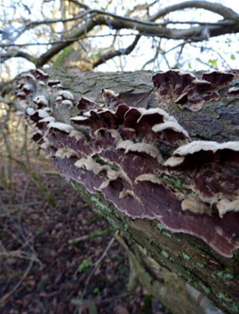 Over-mature brackets with the velvet upper surface on hawthorn in Hockley Woods, Essex